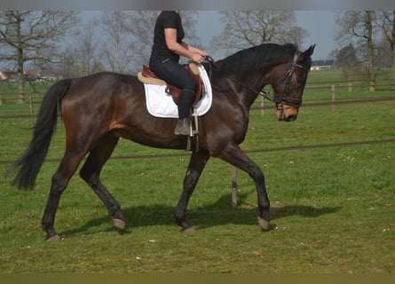Andere Rassen, Ruin, 15 Jaar, 175 cm, Bruin