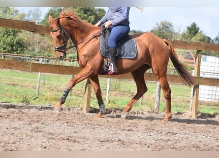 Andere Rassen, Ruin, 16 Jaar, 160 cm, Vos