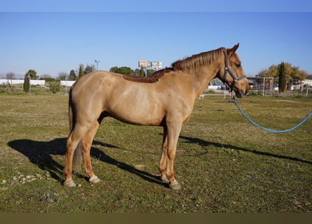 Andere Rassen, Ruin, 17 Jaar, 153 cm, Vos