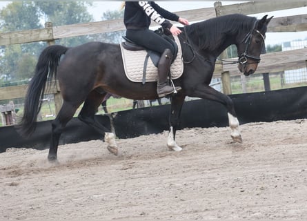 Andere Rassen, Ruin, 17 Jaar, 158 cm, Donkerbruin Andere Rassen, Ruin, 17 Jaar, 158 cm, Donkerbruin
