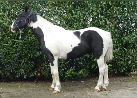 Andere Rassen, Ruin, 18 Jaar, 154 cm, Gevlekt-paard