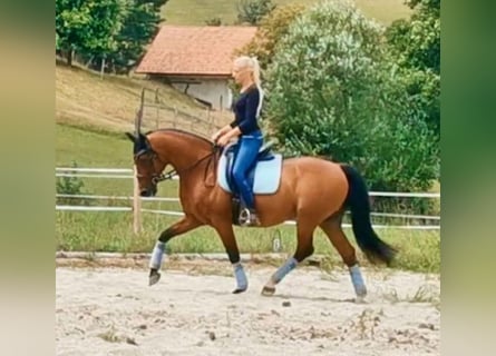 Andere Rassen Mix, Ruin, 21 Jaar, 152 cm, Bruin