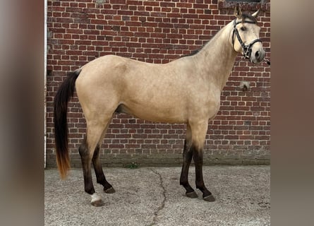 Andere Rassen Mix, Ruin, 2 Jaar, 157 cm, Falbe