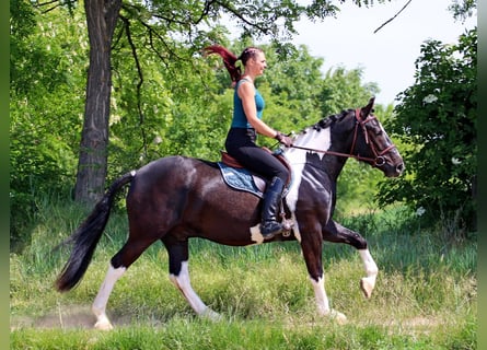 Andere Rassen, Ruin, 2 Jaar, 160 cm, Gevlekt-paard