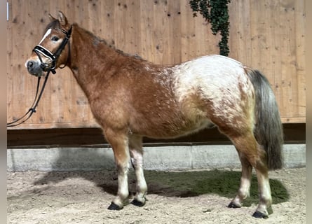 Andere Rassen Mix, Ruin, 3 Jaar, 132 cm, Gevlekt-paard