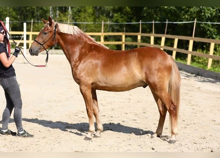 Andere Rassen, Ruin, 3 Jaar, 145 cm