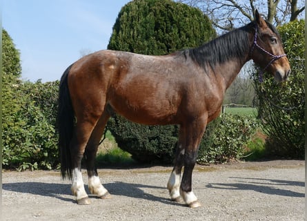 Andere Rassen, Ruin, 3 Jaar, 150 cm, Bruin