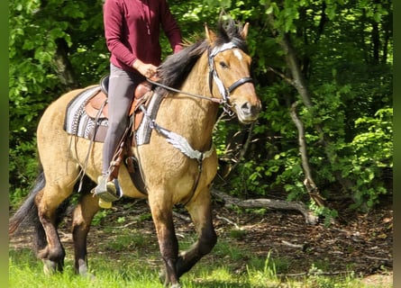 Andere Rassen, Ruin, 3 Jaar, 154 cm, Falbe
