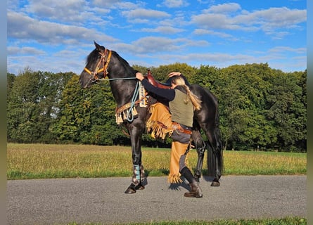 Sonstige Rassen, Wallach, 3 Jahre, 157 cm, Rappe