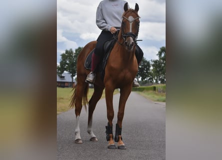 Andere Rassen, Ruin, 3 Jaar, 158 cm, Vos