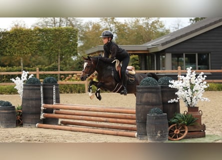 Andere Rassen, Ruin, 4 Jaar, 125 cm