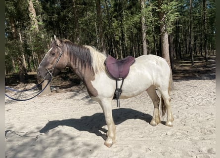 Andere Rassen, Ruin, 4 Jaar, 147 cm, Gevlekt-paard