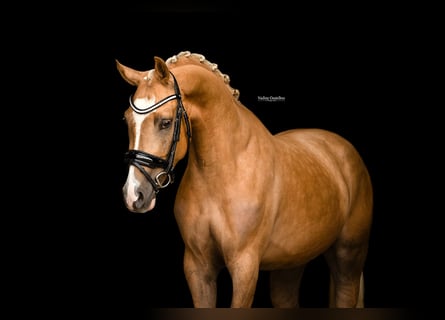 Andere Rassen, Ruin, 4 Jaar, 148 cm, Palomino