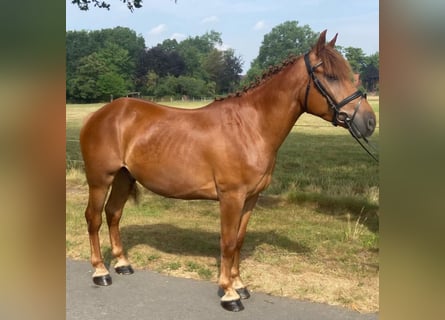 Andere Rassen, Ruin, 4 Jaar, 150 cm, Vos