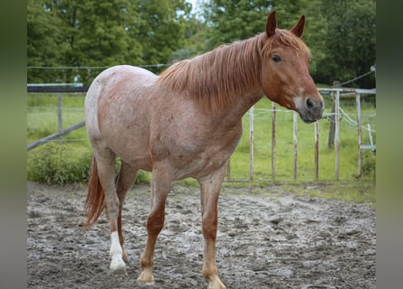 Andere Rassen, Ruin, 4 Jaar, 152 cm, Roan-Red