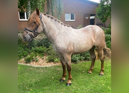 Andere Rassen, Ruin, 4 Jaar, 153 cm, Rood schimmel