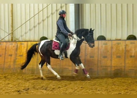 Andere Rassen, Ruin, 4 Jaar, 154 cm, Gevlekt-paard