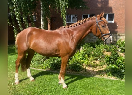 Andere Rassen, Ruin, 4 Jaar, 155 cm, Vos