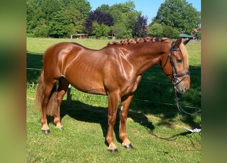 Andere Rassen, Ruin, 4 Jaar, 156 cm, Vos