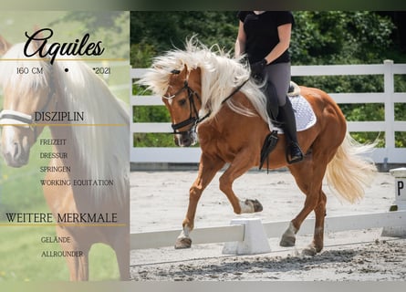 Andere Rassen, Ruin, 4 Jaar, 162 cm, Palomino