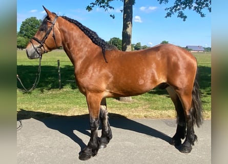 Andere Rassen, Ruin, 4 Jaar, 164 cm, Bruin