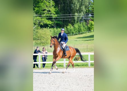 Andere Rassen, Ruin, 4 Jaar, 172 cm, Roodbruin