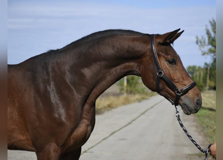 Andere Rassen, Ruin, 4 Jaar, 175 cm, Bruin