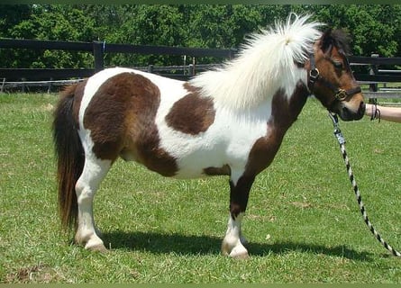 Andere Rassen, Ruin, 4 Jaar, 84 cm, Gevlekt-paard