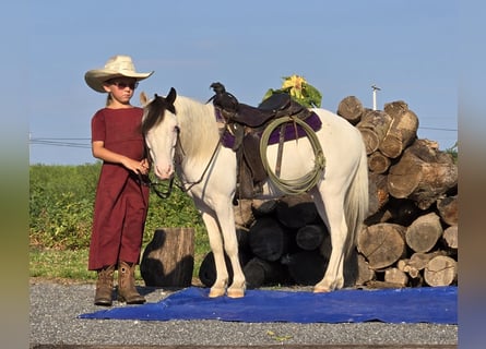 Andere Rassen, Ruin, 5 Jaar, 102 cm, Gevlekt-paard