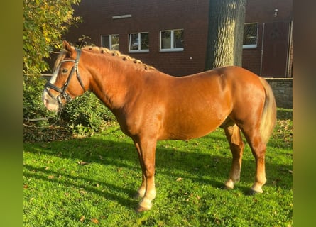 Andere Rassen, Ruin, 5 Jaar, 146 cm, Vos