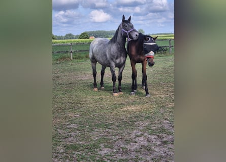Andere Rassen, Ruin, 5 Jaar, 152 cm, Appaloosa