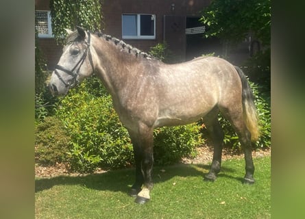 Andere Rassen, Ruin, 5 Jaar, 152 cm, Schimmel