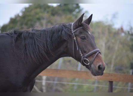 Andere Rassen, Ruin, 5 Jaar, 156 cm, Donkerbruin