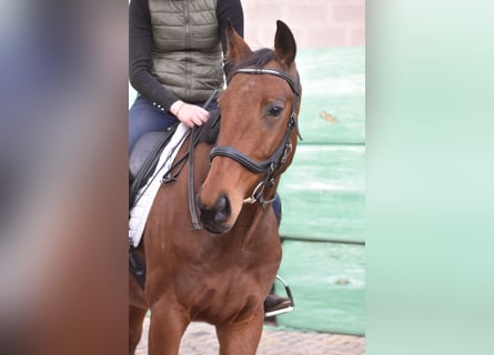 Andere Rassen, Ruin, 5 Jaar, 158 cm, Bruin