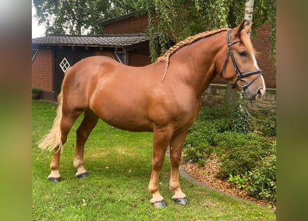 Andere Rassen, Ruin, 5 Jaar, 160 cm, Vos