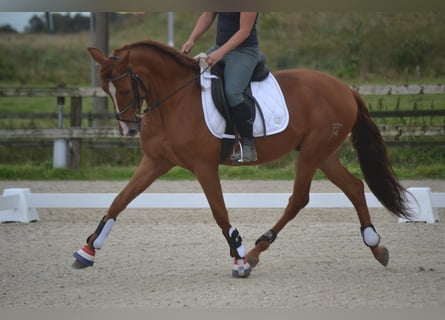 Sonstige Rassen, Wallach, 5 Jahre, 162 cm, Fuchs