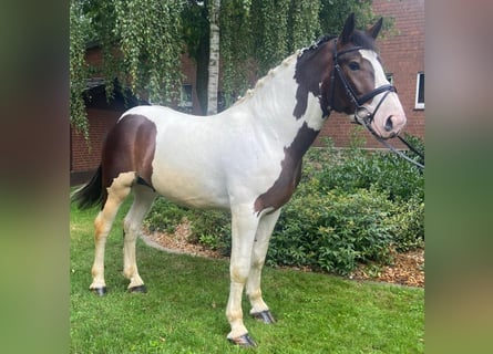 Andere Rassen, Ruin, 5 Jaar, 163 cm, Gevlekt-paard
