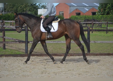 Andere Rassen, Ruin, 5 Jaar, 165 cm, Brauner