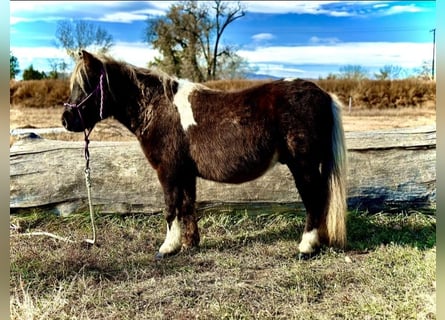 Andere Rassen, Ruin, 6 Jaar, 102 cm, Gevlekt-paard