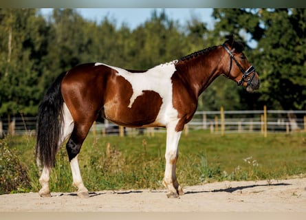 Andere Rassen Mix, Ruin, 6 Jaar, 144 cm, Gevlekt-paard