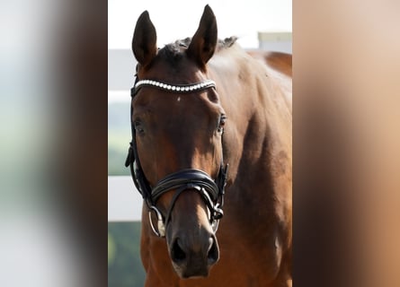 Andere Rassen, Ruin, 6 Jaar, 156 cm, Bruin