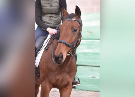 Andere Rassen, Ruin, 6 Jaar, 158 cm, Bruin