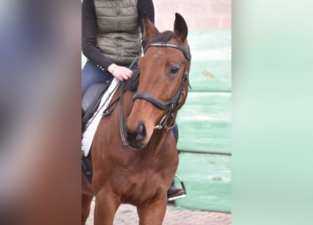 Andere Rassen, Ruin, 6 Jaar, 158 cm, Bruin