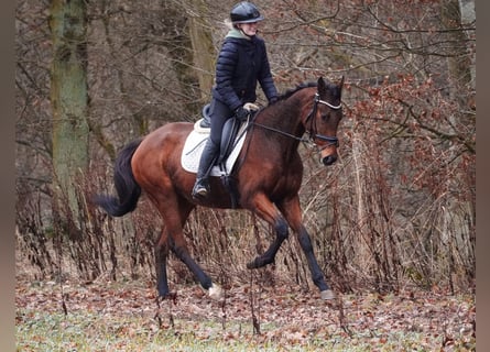 Andere Rassen, Ruin, 6 Jaar, 160 cm, Bruin