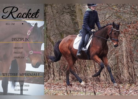 Andere Rassen, Ruin, 6 Jaar, 160 cm, Bruin