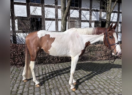 Andere Rassen, Ruin, 6 Jaar, 168 cm, Gevlekt-paard