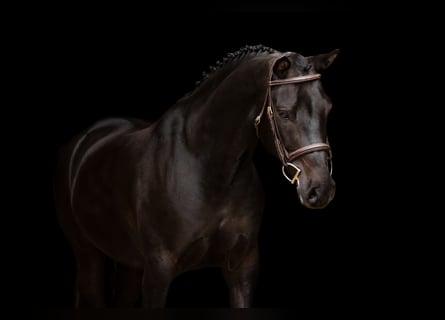 Andere Rassen, Ruin, 7 Jaar, 138 cm, Zwart