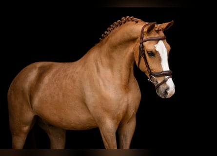 Andere Rassen, Ruin, 7 Jaar, 148 cm, Vos