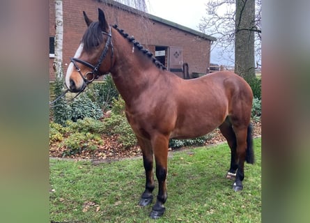 Andere Rassen, Ruin, 7 Jaar, 153 cm, Bruin