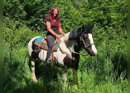 Andere Rassen, Ruin, 7 Jaar, 153 cm, Gevlekt-paard